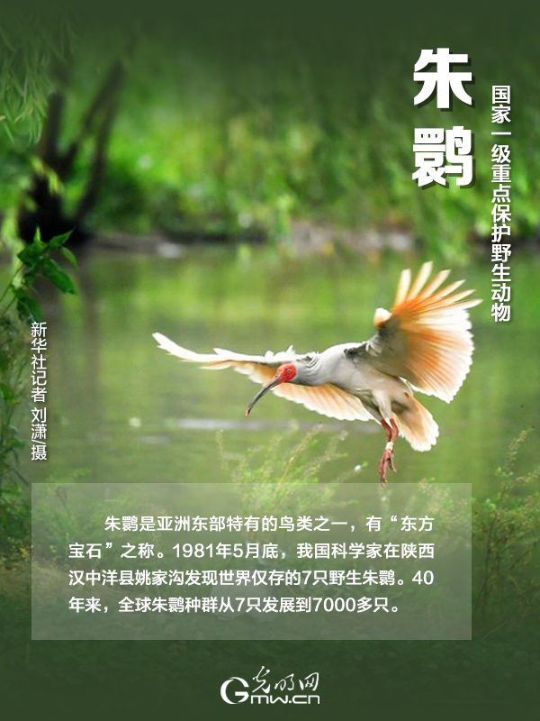 【海報(bào)】國(guó)際珍稀動(dòng)物保護(hù)日|以“珍惜”守護(hù)“珍稀”