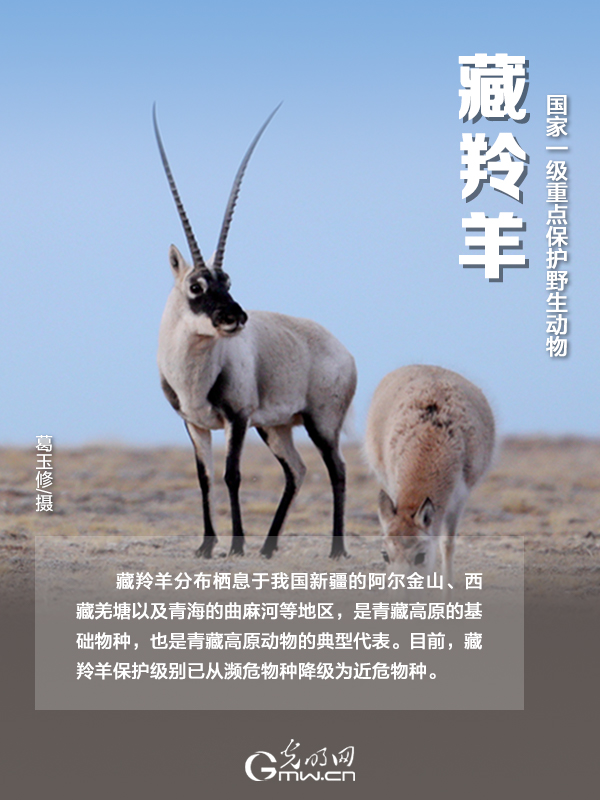 【海報(bào)】國(guó)際珍稀動(dòng)物保護(hù)日|以“珍惜”守護(hù)“珍稀”