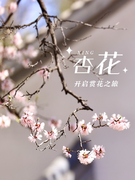 追花指南第六期！杏花雨 楊柳風(fēng) 北京最美的杏花在這里