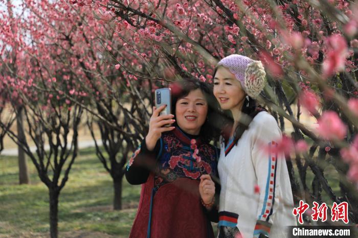 市民在梅花樹下拍照。　鄧小強(qiáng) 攝