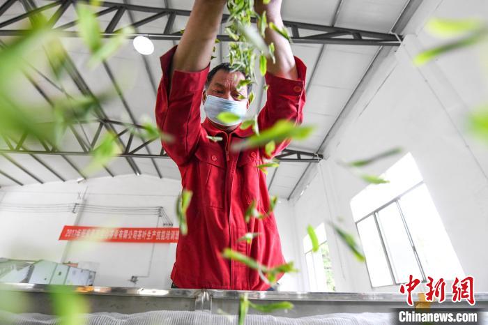 村民將茶葉攤青晾干?！钊A峰 攝