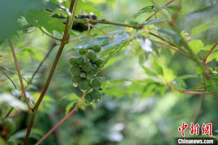 野生動物在北京：如何筑牢生物多樣性“保護網(wǎng)”？