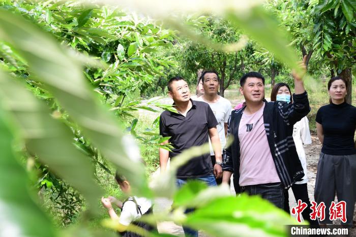 游客在欣賞栗樹花?！『略破?攝