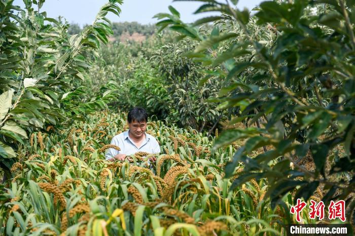 農(nóng)業(yè)專家劉正理正在查看谷子生長(zhǎng)情況?！≮w亮 攝