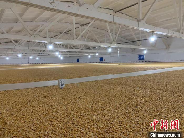 倉內(nèi)清涼干爽、遍地金黃，上千平方米的糧食盡收眼底。　王惠琳 攝