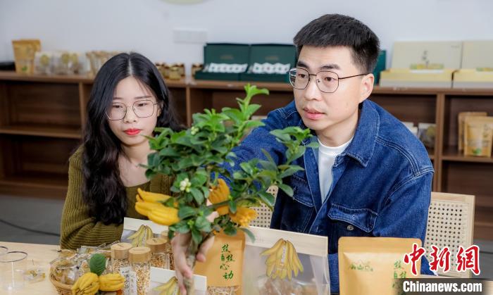 北山口村的佛手電商直播?！≈鬓k方供圖