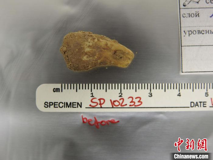 打孔鹿牙墜飾提取DNA前(圖片來(lái)自馬克斯·普朗克演化人類學(xué)研究所)?！∈┢樟指瘛ぷ匀?供圖