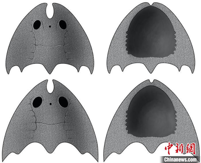 九江江夏魚(上)和后棘江夏魚(下)(史愛娟/繪)?！≈锌圃汗偶棺邓?供圖