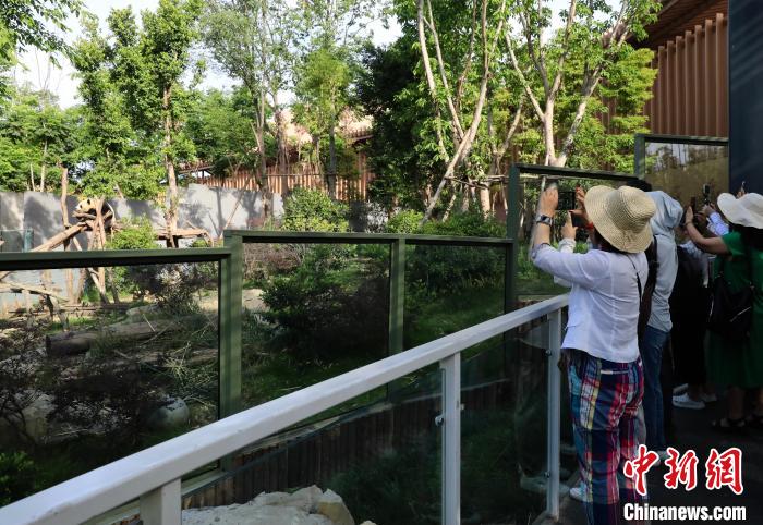 海外華文媒體近距離參觀大熊貓，探尋大熊貓的“大運情緣”?！⊥趵?攝