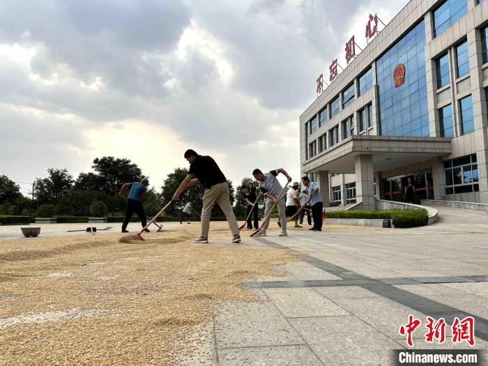 平原縣組織志愿者幫助農(nóng)民晾曬小麥。　張偉 攝