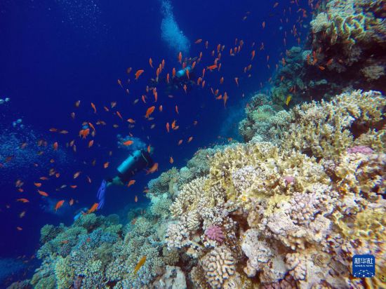  10月2日，人們在埃及西奈半島達哈布藍洞內(nèi)的珊瑚旁深潛。新華社記者 隋先凱 攝