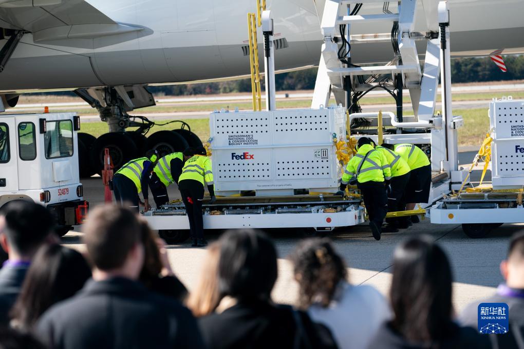 11月8日，在美國弗吉尼亞州的華盛頓杜勒斯國際機場，裝有大熊貓的特制“旅行包廂”準備運上專機。新華社記者劉杰攝