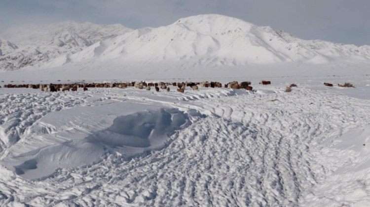 蒙古國近日發(fā)生雪災(zāi)。圖片來源：蒙政府網(wǎng)站