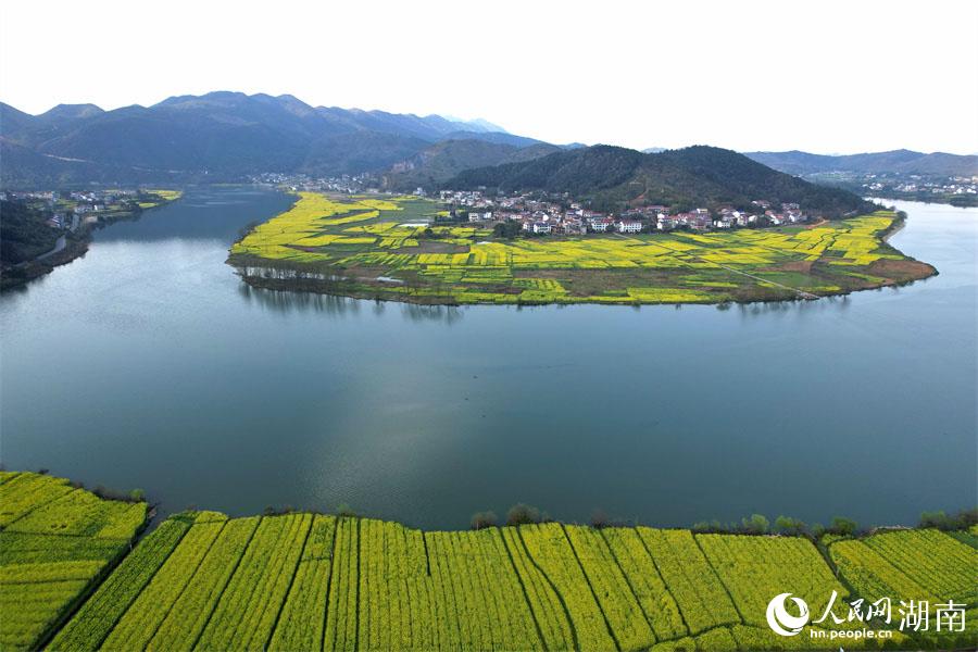 春江水暖，油菜花開。人民網(wǎng) 李芳森攝