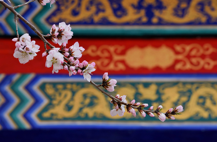 “云”賞桃花相映紅。紅橋區(qū)委宣傳部供圖