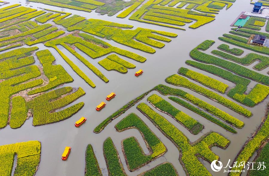 萬畝“垛田”陸續(xù)披上金裝。周社根攝