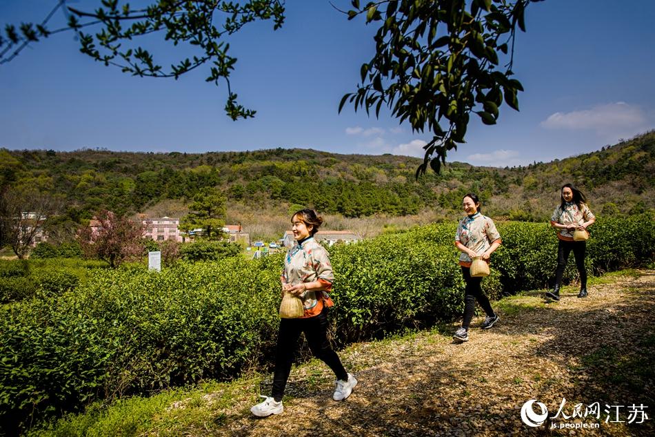 茶農(nóng)走進茶園。浦克承攝