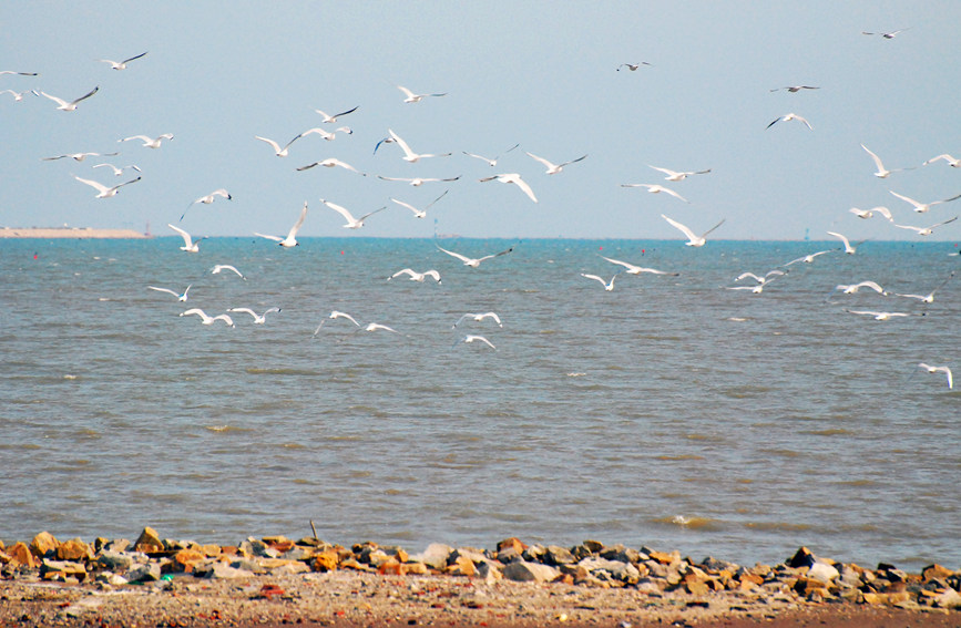 “鳥中大熊貓”遺鷗飛抵濱城。戈榮喜攝