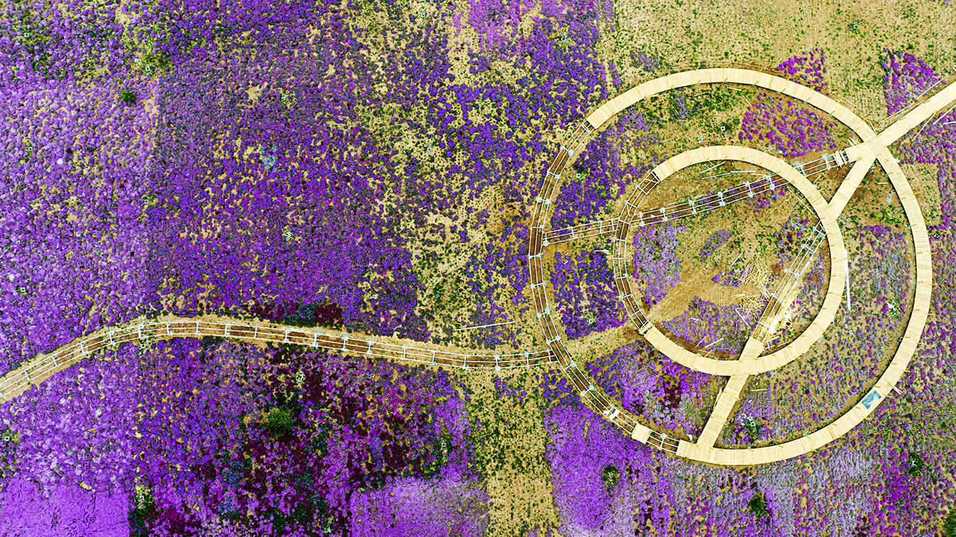 邯鄲市復(fù)興區(qū)德豐生態(tài)園的300畝芝櫻花進入最佳觀賞期。放眼望去，五彩音符和豎琴造型下的芝櫻花恰似披上了一層色彩斑斕的錦緞，蔚為壯觀。聶長青攝