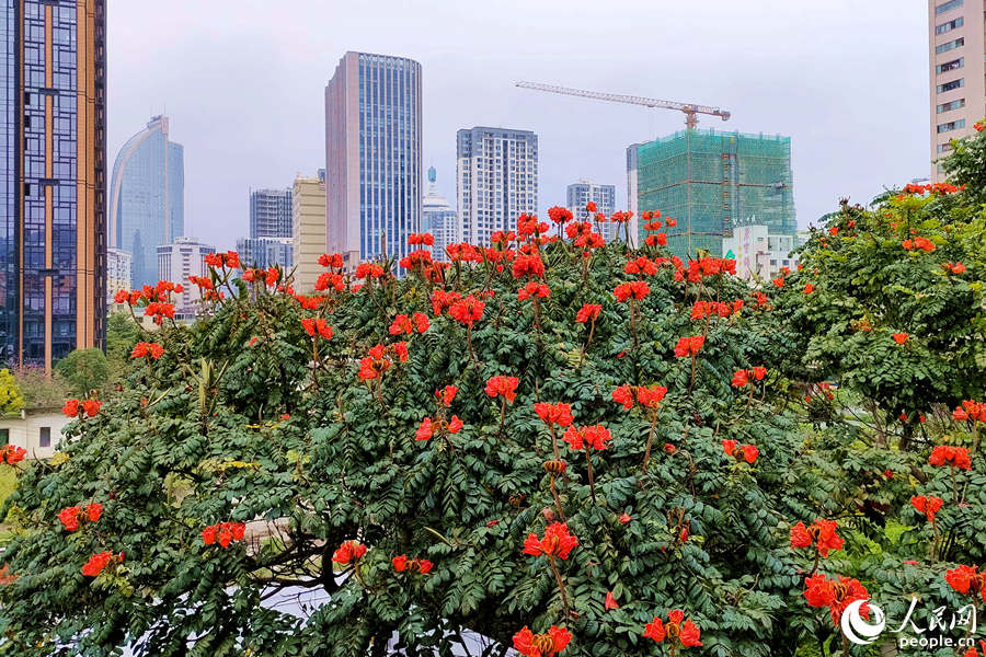 廈門火焰木進入盛放期。人民網 陳博攝