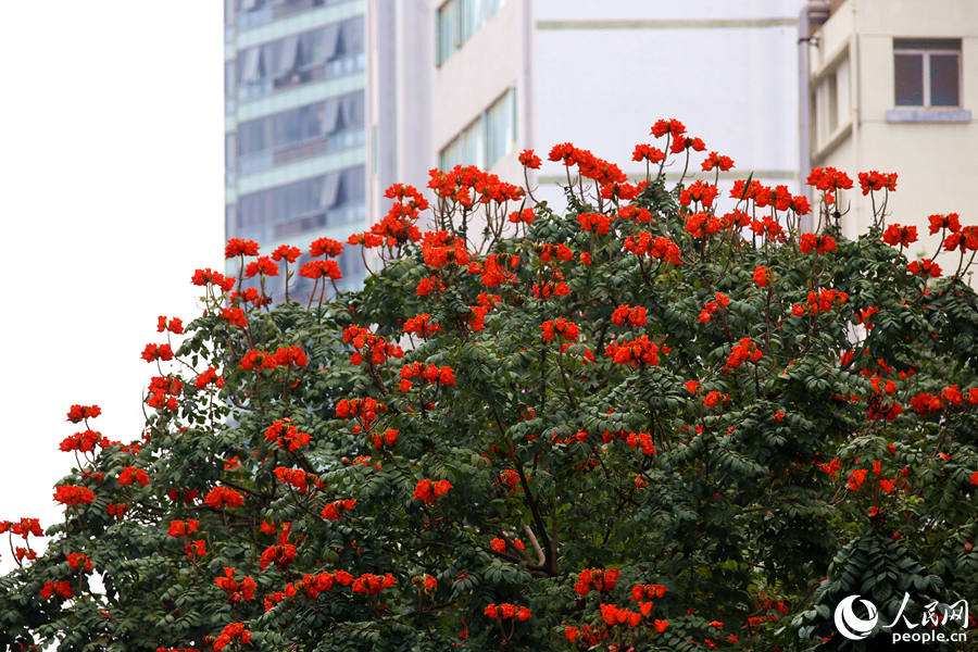 廈門市金榜公園旁的火焰木滿樹繁花。人民網 陳博攝