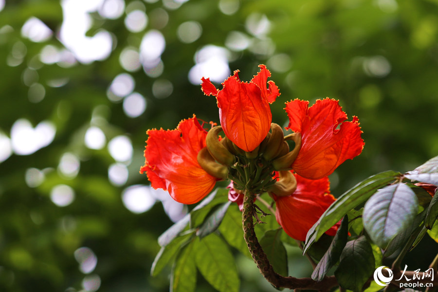 火焰木花冠呈鐘形。人民網 陳博攝