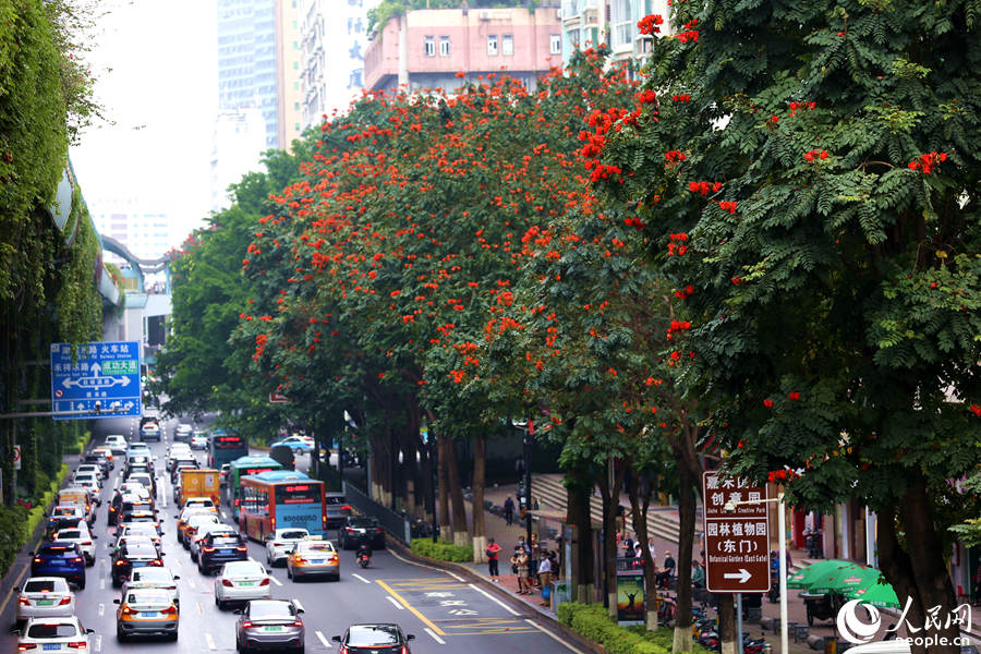 廈禾路兩側的行道樹頂猶如披上一層紅紗。人民網 陳博攝