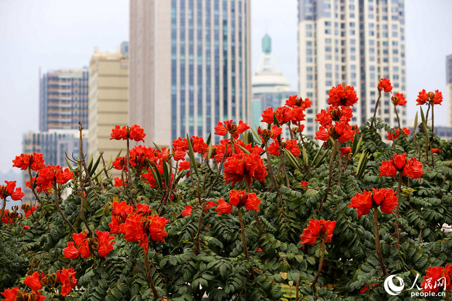火焰木花朵在樹頂連片盛開。人民網 陳博攝