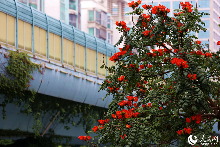 火焰木樹高10米以上，高度與BRT高架橋相當。人民網 陳博攝