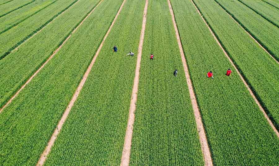 山東省鄒平市蔡家村高標(biāo)準(zhǔn)農(nóng)田，農(nóng)民在進行去雜作業(yè)。