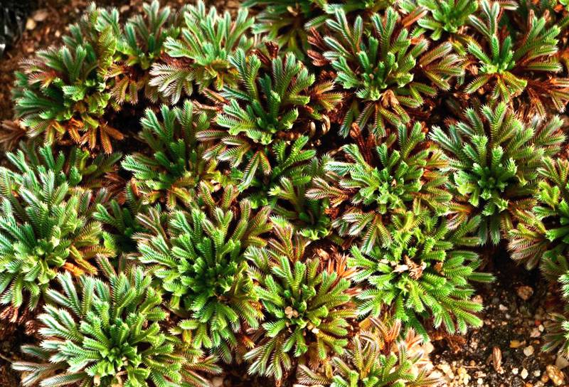 彩虹卷柏的葉片呈彩虹色。袁浪興供圖