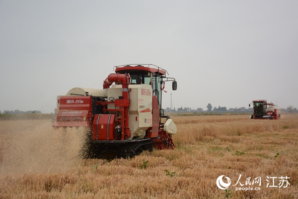 5月下旬，勝利圩高標(biāo)準(zhǔn)農(nóng)田內(nèi)，大型收割機(jī)作業(yè)。韋東寧攝
