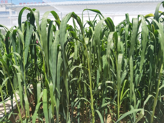 河北省張家口農(nóng)科院試驗田中的“張雜谷”正在茂盛生長。 受訪者供圖