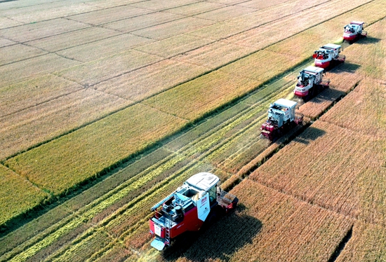 今年6月，河北省衡水市阜城縣碼頭鎮(zhèn)戈家墳村的麥田里，大型聯(lián)合收割機“組團”作業(yè)。 苗鳳強攝