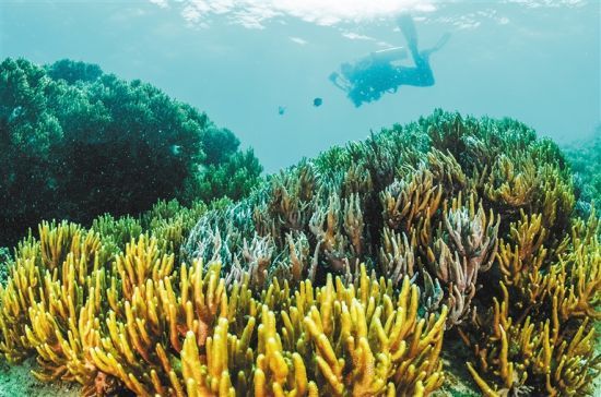 在三亞蜈支洲島附近海域，游客在體驗(yàn)海底美景。 本報(bào)記者 武威 通訊員 韋尚婷 攝