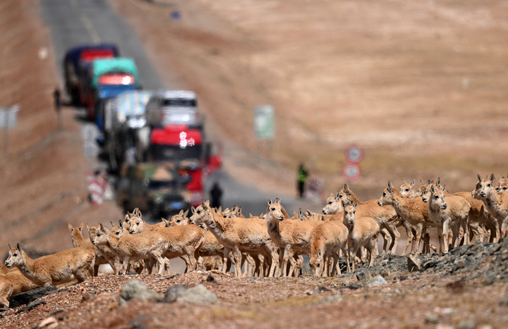 鏡觀·回響丨西部生態(tài)建設(shè):以高水平保護支撐高質(zhì)量發(fā)展