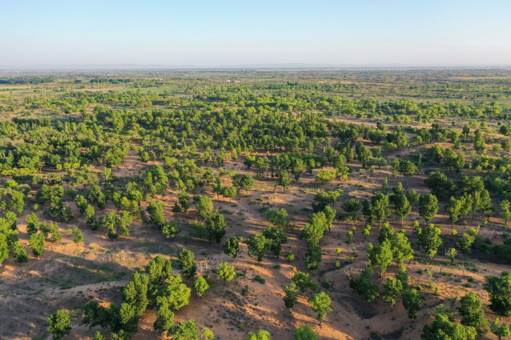 鏡觀·回響丨西部生態(tài)建設(shè):以高水平保護支撐高質(zhì)量發(fā)展