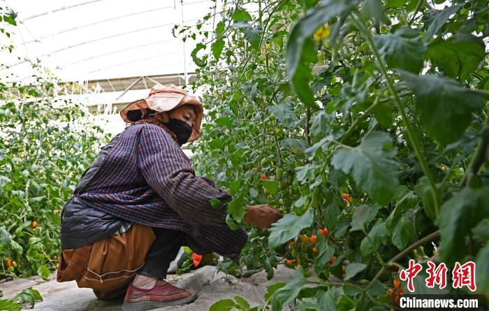 圖為巴珍在地里勞作?！≮w朗 攝