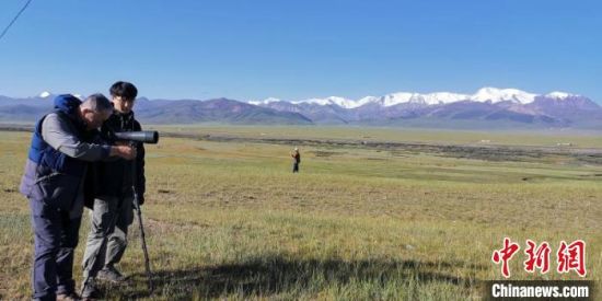 圖為工作人員正在進(jìn)行黑頸鶴衛(wèi)星跟蹤和環(huán)志工作。　祁連山國家公園青海省管理局供圖 攝