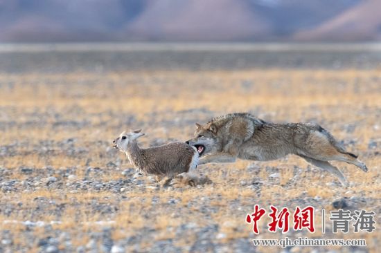 圖為獲獎作品。同海元供圖