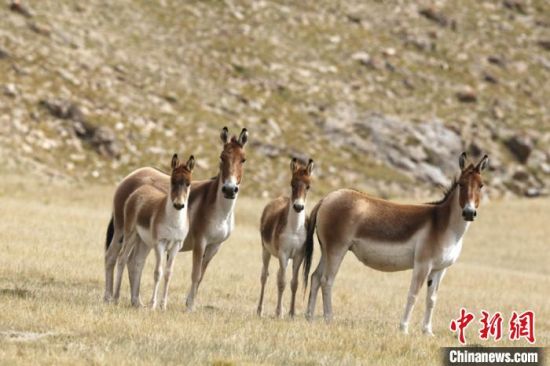 圖為三江源國家公園資料圖。三江源國家公園管理局供圖 　　