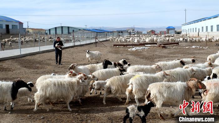 圖為馬金山查看羊羔長勢?！±铍h 攝