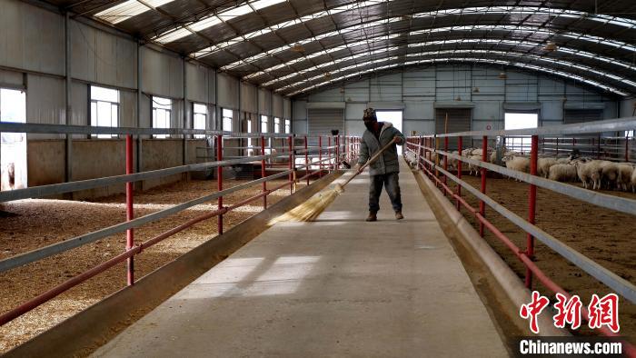 圖為放牧員扎布拉正在打掃羊棚衛(wèi)生?！±铍h 攝