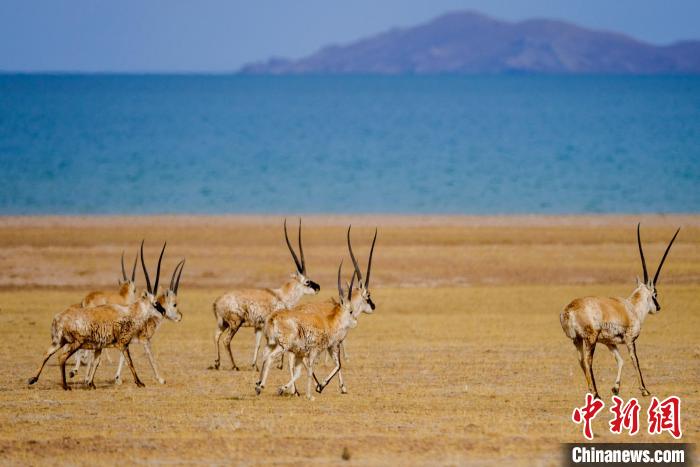 圖為西藏藏羚羊在色林錯(cuò)湖邊覓食，隨著保護(hù)措施的不斷加強(qiáng)，如今西藏藏羚羊種群數(shù)量獲得恢復(fù)性增長?！〗w波 攝