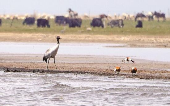  仙女灣一只黑頸鶴正在湖邊覓食。攝影：海東