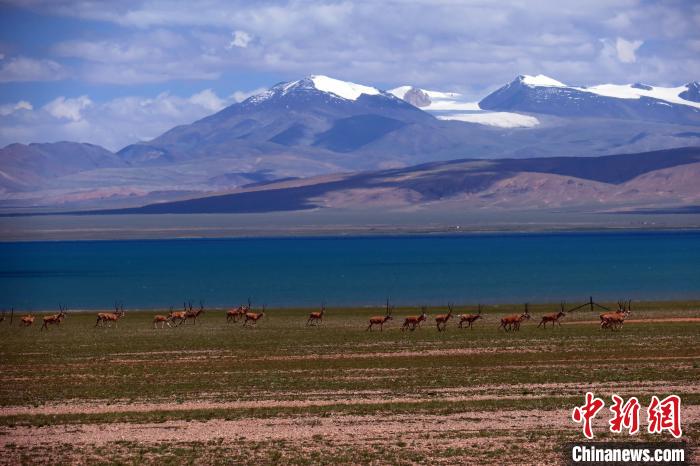 從317國道遠眺達則錯，湖岸藏羚羊與雪山美景令人矚目?！?lt;a target='_blank' ><p  align=