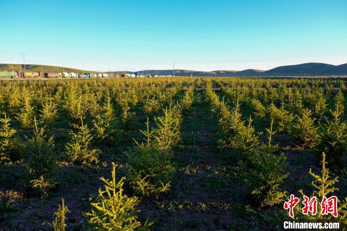 圖為科技團(tuán)隊(duì)在海拔4500米的西藏那曲種出“小森林”，其中超過7成成功越過5個冬天?！〗w波 攝