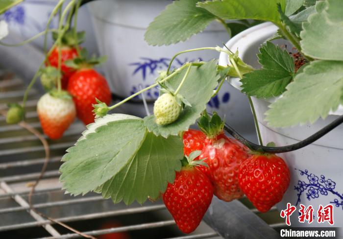 青海互助:打造全國最大高原草莓種苗繁育中心