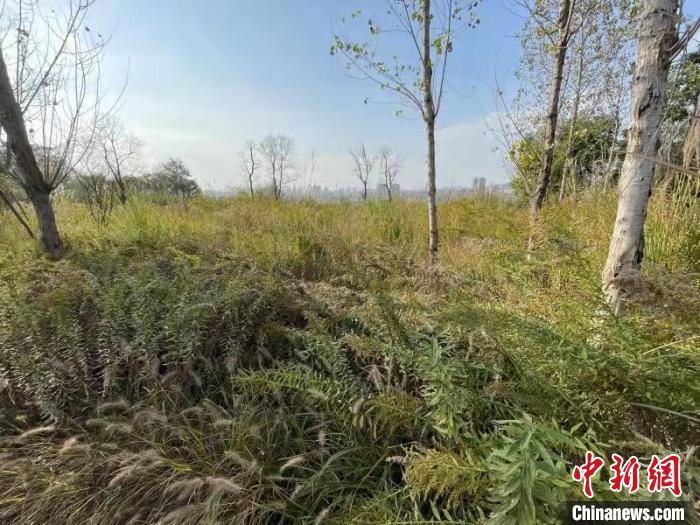 發(fā)現(xiàn)的加拿大一枝黃花。　楊波 攝