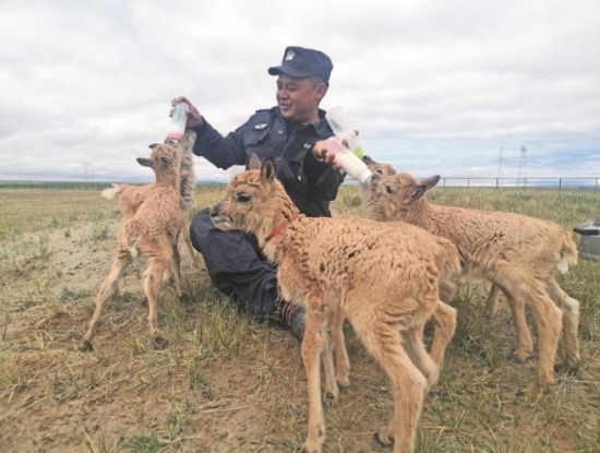 生命禁區(qū)的超級“奶爸”。